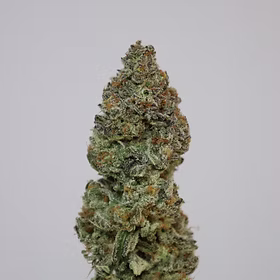 True Gelato 33-3.5g