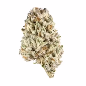 Biscotti strain