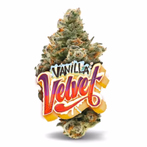 Vanilla Velvet - Premium Flower-3.5g